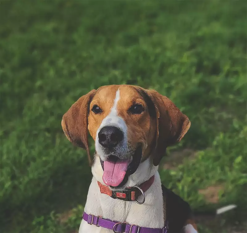 Animal Adoption Foundation Picture